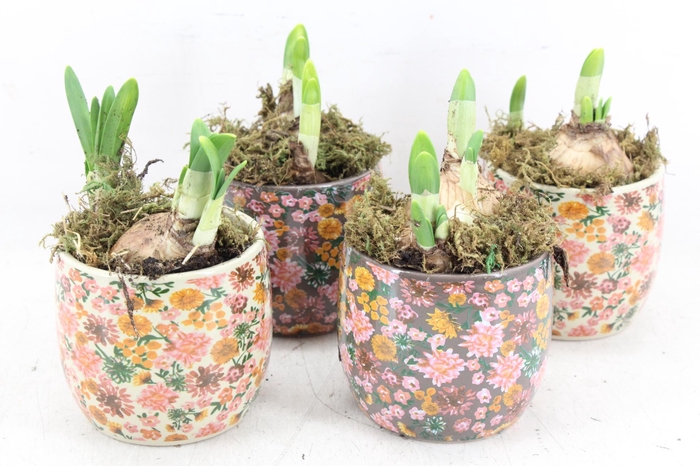 <h4>arr4 Narcis FL - Late fashion x12</h4>