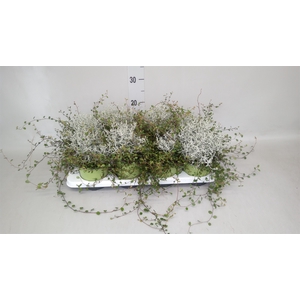 Leucophyta brownii