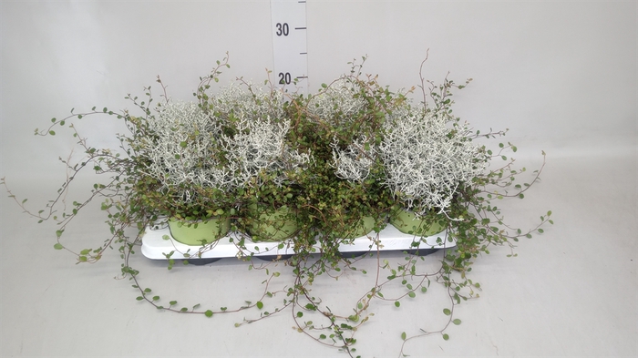 <h4>Leucophyta brownii</h4>