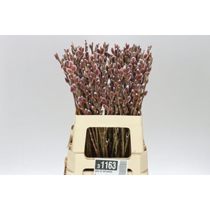 Salix Ch Red Passion