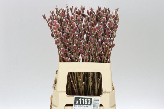 <h4>Salix Ch Red Passion</h4>