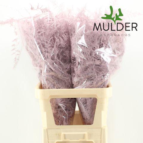 <h4>Asp Lang Klb Light Pink</h4>