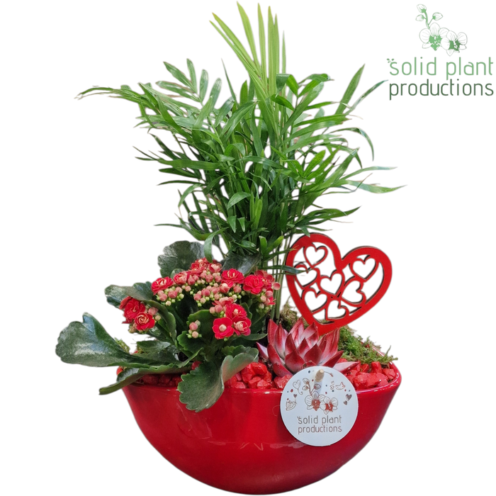 <h4>CE005 Evelyn Red VM</h4>