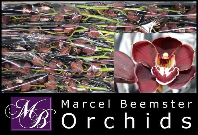 <h4>CYMB MINI OV</h4>