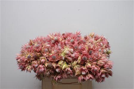 <h4>Blushing Bride Pretty 'n Pink 2-5</h4>