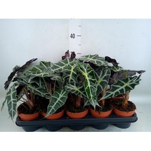 Alocasia amazonica 'Polly'