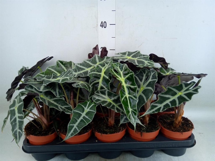 <h4>Alocasia amazonica 'Polly'</h4>