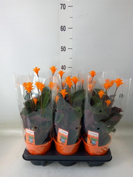 <h4>Calathea crocata 'Tassmania'</h4>