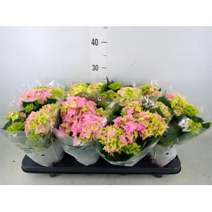 Hydrangea mac. 'Early Rosa'