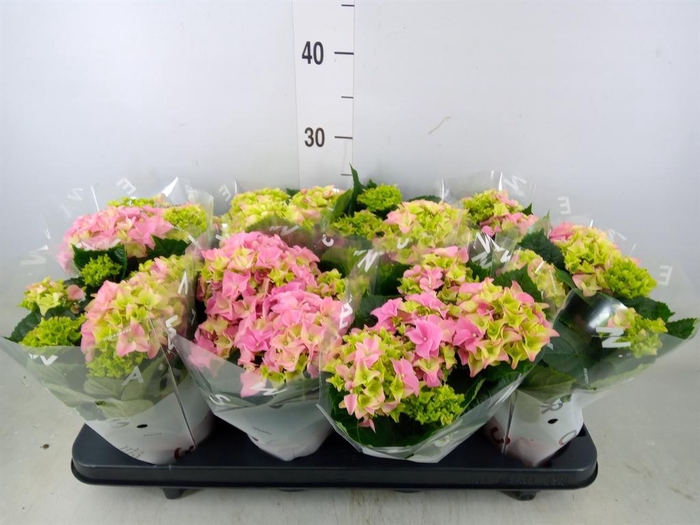 <h4>Hydrangea mac. 'Early Rosa'</h4>