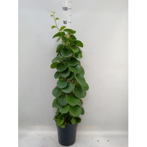 Cissus rotundifolia