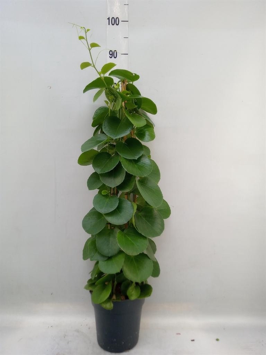 <h4>Cissus rotundifolia</h4>