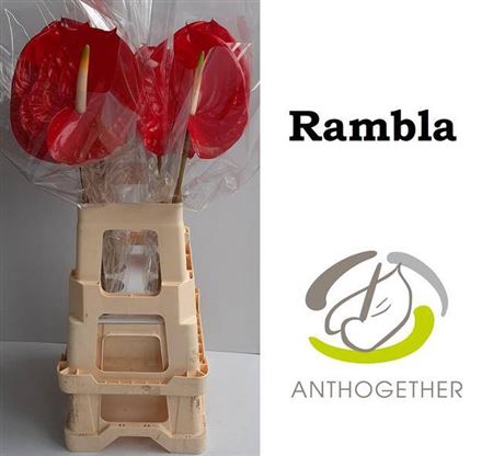 <h4>Anth A Rambla</h4>