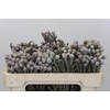 Kaaps Groen Silver Brunia