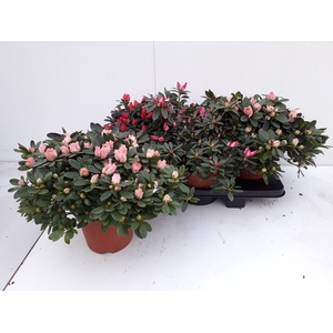 RHODO SI GEM