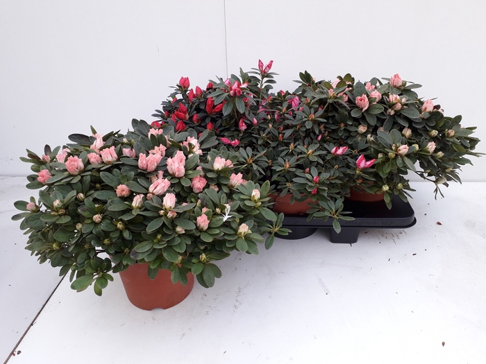 <h4>RHODO SI GEM</h4>