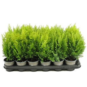 Chamaecyparis law. 'Ellwood's Empir