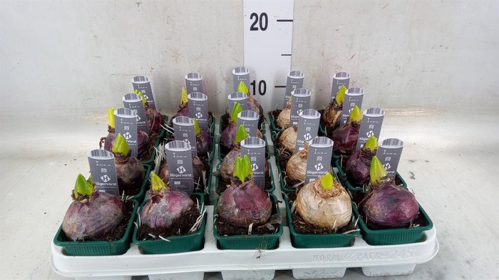 <h4>Hyacinthus orie. ...mix 5</h4>