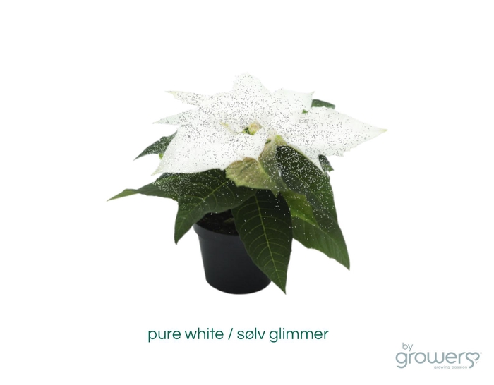 <h4>EUPHORBIA PULCHERRIMA  MINI p6 zilver zonder hoes</h4>