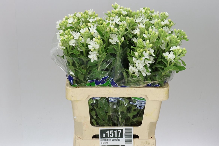 Oxypetalum Coeruleum White