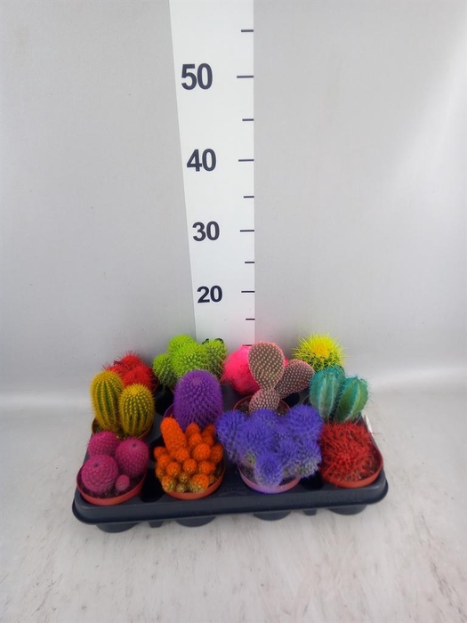<h4>Cactus   ...</h4>