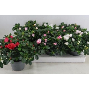 RHODO SI VOGEL GEM
