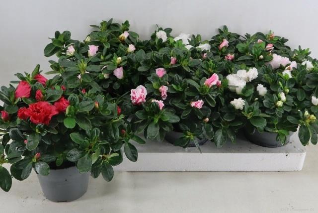 <h4>RHODO SI VOGEL GEM</h4>