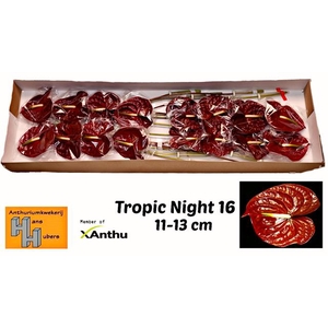 ANTH A TROPIC NIGHT