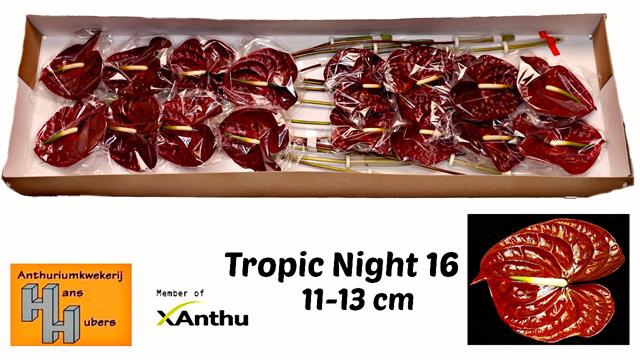 ANTH A TROPIC NIGHT