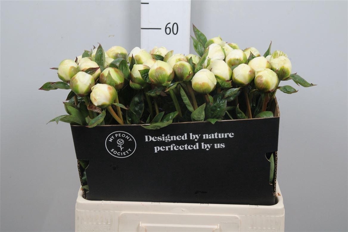 <h4>Paeo Bridal Shower</h4>