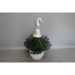 Lithodora Hangpot 27cm Heavenly Blue