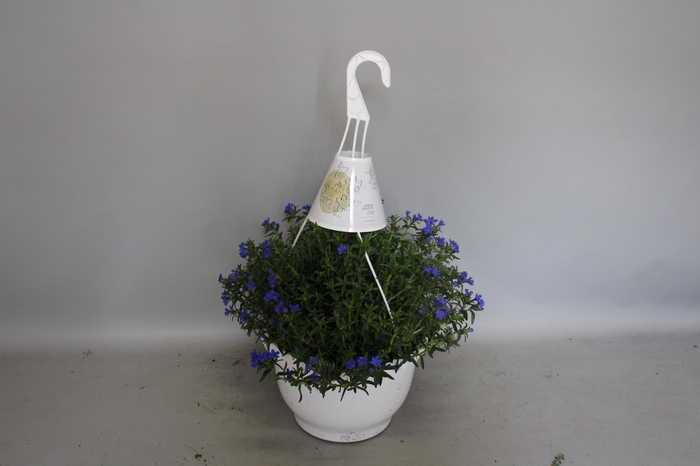 <h4>Lithodora Hangpot 27cm Heavenly Blue</h4>