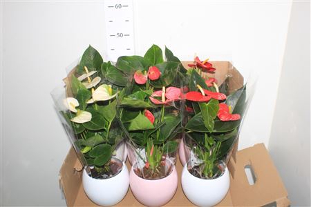 <h4>Anthu An Gem 3 Kl 5+ In Keramiek Pot</h4>