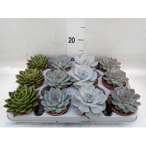 Echeveria   ...mix