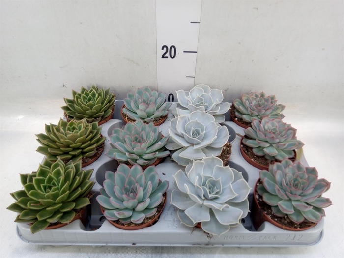 <h4>Echeveria   ...mix</h4>