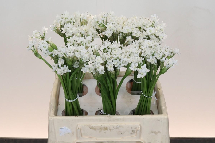 <h4>Allium Flocon</h4>