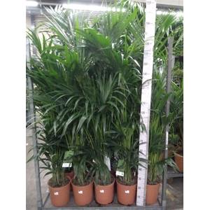 Howea forsteriana