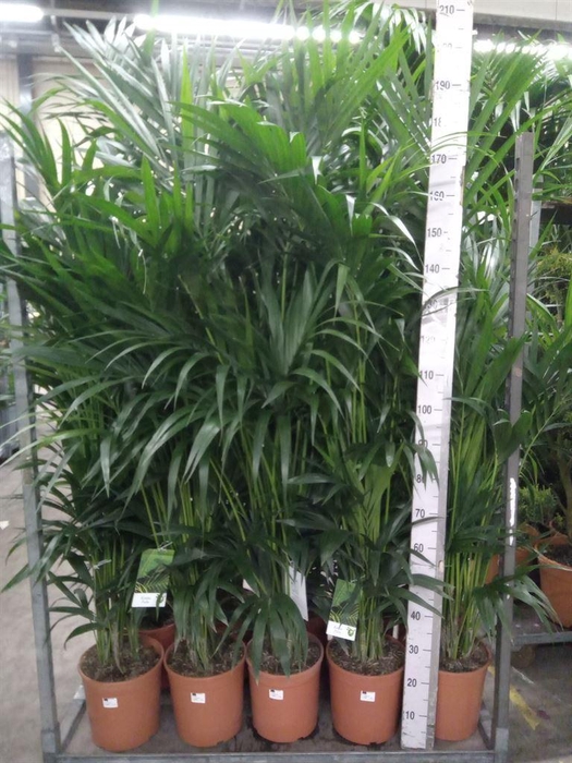 <h4>Howea forsteriana</h4>