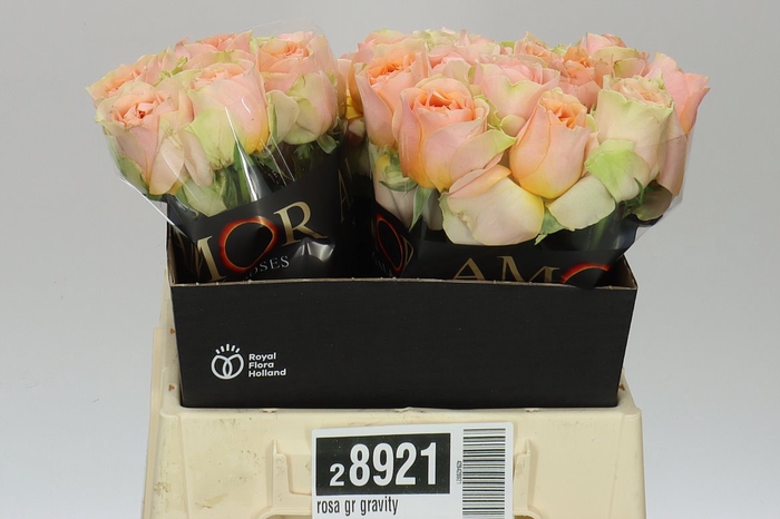 <h4>Rosa Gr Gravity</h4>