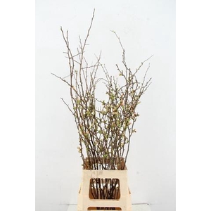 CHAENOMELES JAPONICA PINK 065CM