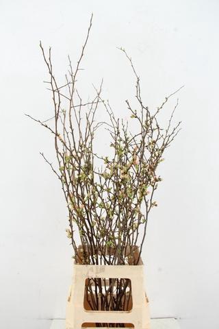 <h4>CHAENOMELES JAPONICA PINK 065CM</h4>