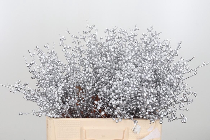 <h4>Ilex Kl Bh Zilver</h4>