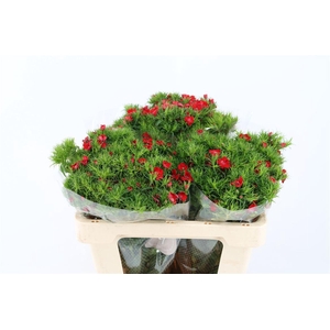 Di Barb Breanthus Amras Red