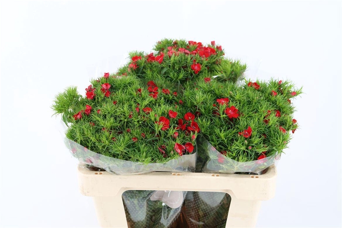 Di Barb Breanthus Amras Red