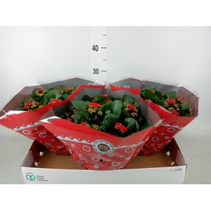 Kalanchoe blos. 'RosDon Justino'