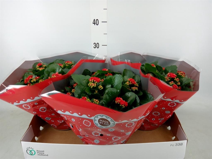 <h4>Kalanchoe blos. 'RosDon Justino'</h4>