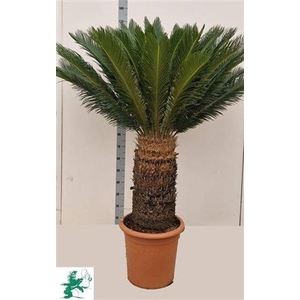 Cycas Revoluta