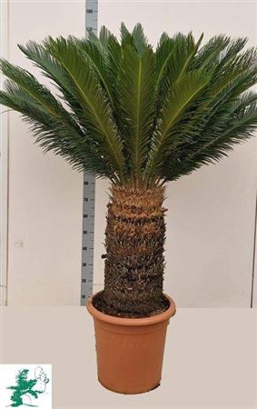 <h4>Cycas Revoluta</h4>