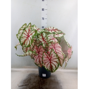 Caladium   ...