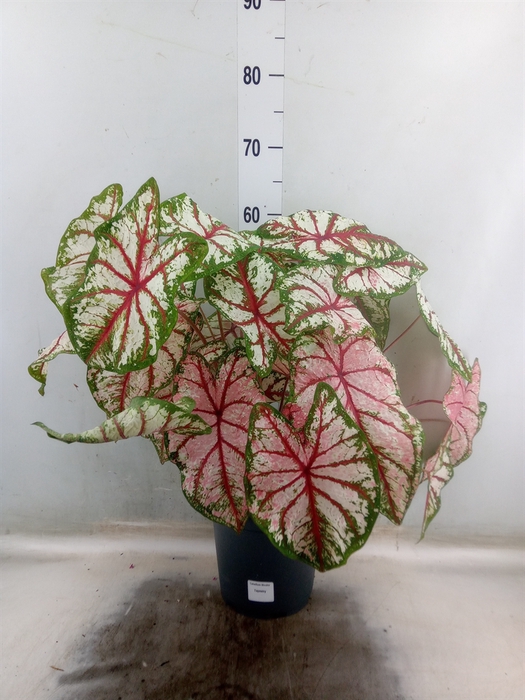 <h4>Caladium   ...</h4>